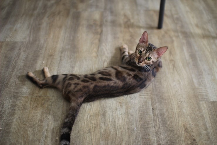 뱅갈고양이/벵갈고양이 아이들의 일상^^ 관련 이미지 6