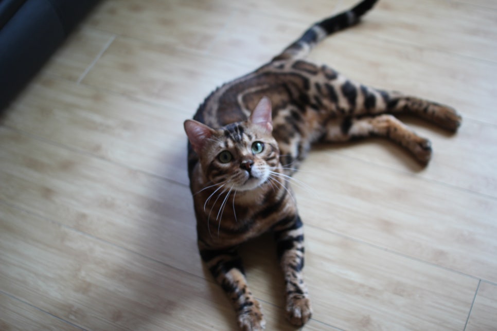 뱅갈고양이 블랙홀 강아지야 고양이야? ^^ 관련 이미지 11