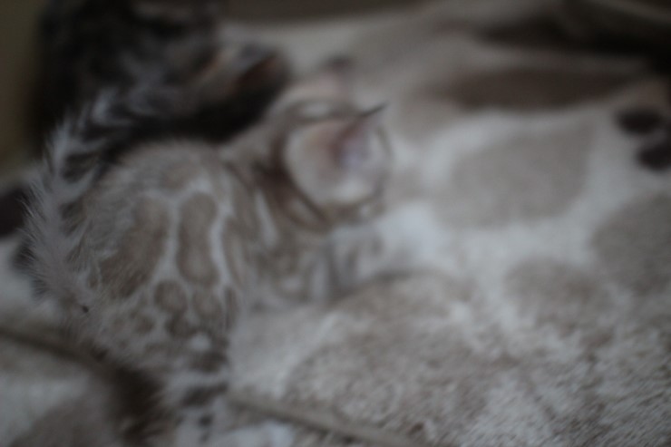 뱅갈고양이 6남매 꼬맹이들~ 관련 이미지 9