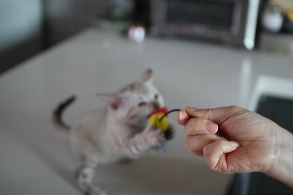 사람만 졸졸졸 따라 다니는 스노우뱅갈고양이 여아 분양해요~ 관련 이미지 7