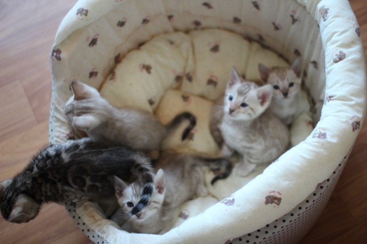 뱅갈고양이 꼬맹이들 단체샷~~ 관련 이미지 5