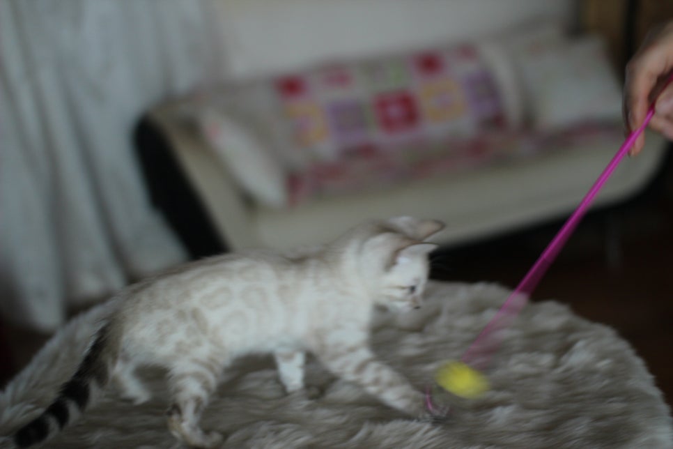 뱅갈고양이분양 멋진 빅로젯 아이들~ 관련 이미지 23