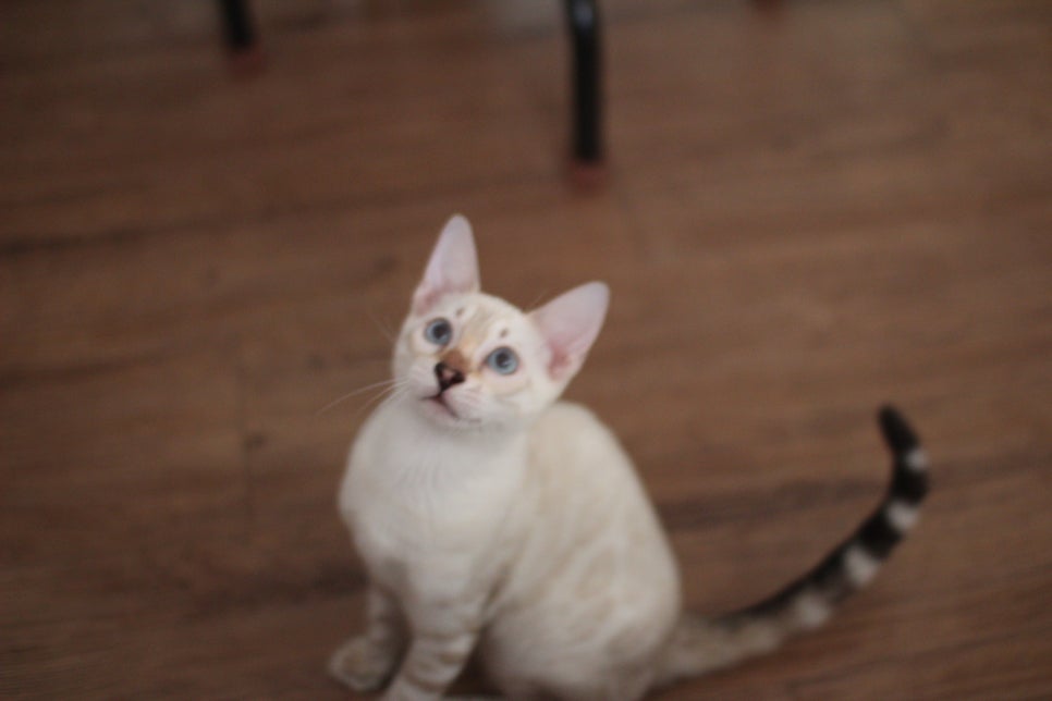 스노우뱅갈고양이 덩치 큰 여아예요~ 관련 이미지 2