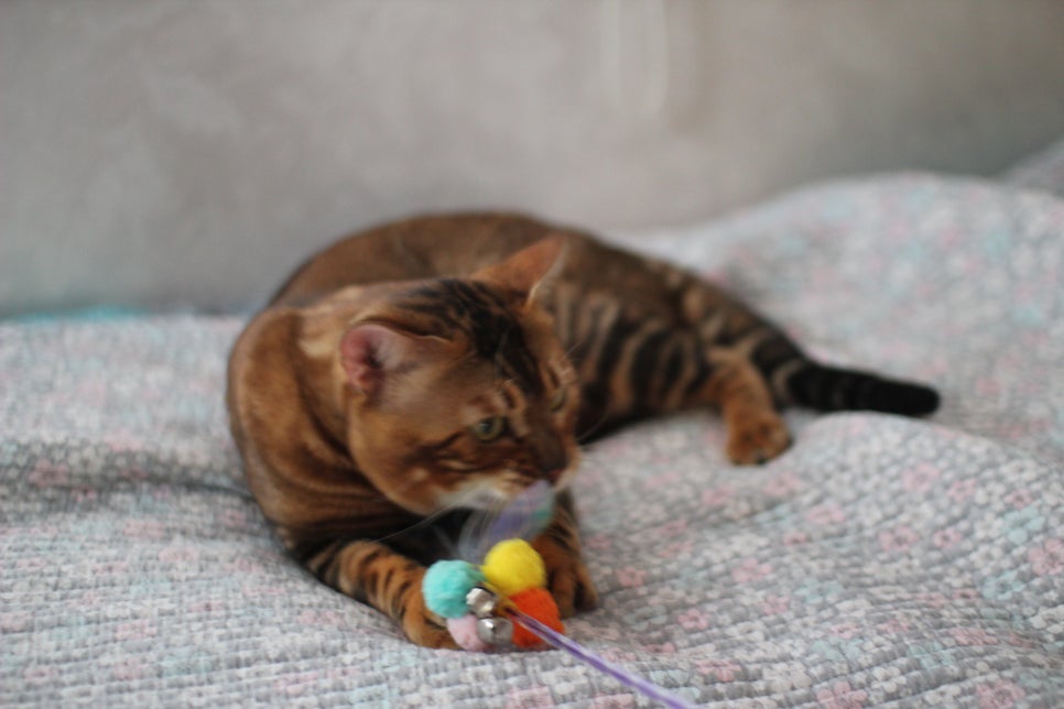 소유뱅갈캐터리 원탑 오랜만에 사진 찍었어요~ 관련 이미지 8