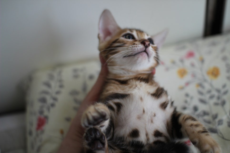 애교만점 개냥이 뱅갈고양이 남아 순둥군 분양해요~ 관련 이미지 6