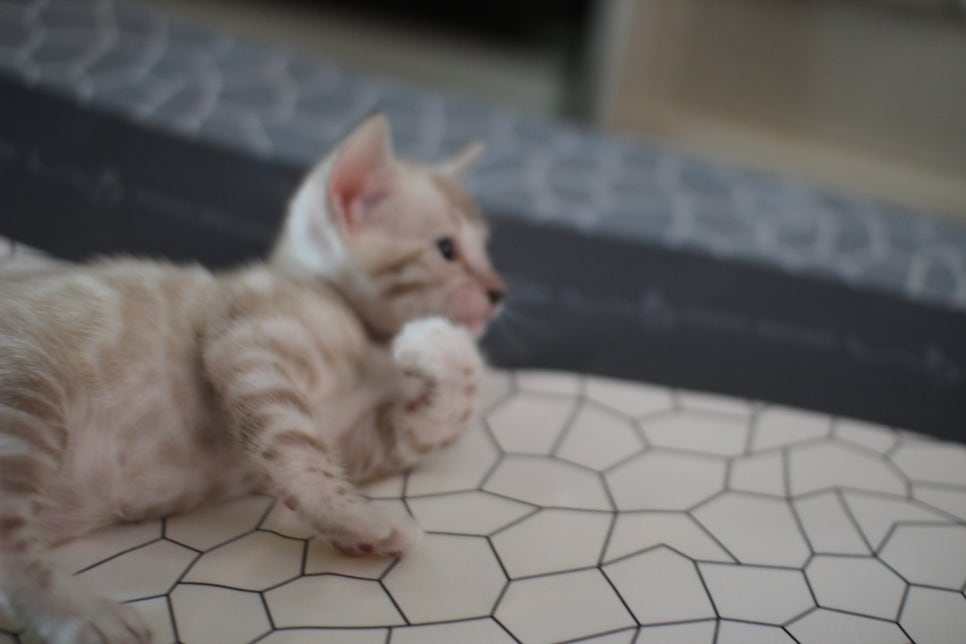 성격 최고 어메이징 스노우뱅갈고양이 꼬맹이~ 관련 이미지 4