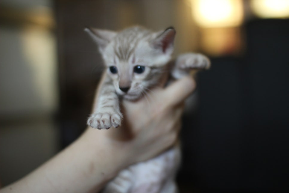 실밍크뱅갈고양이 남아도 많이 컸습니다...요 녀석은 오늘 처음 공개하네요! 관련 이미지 4