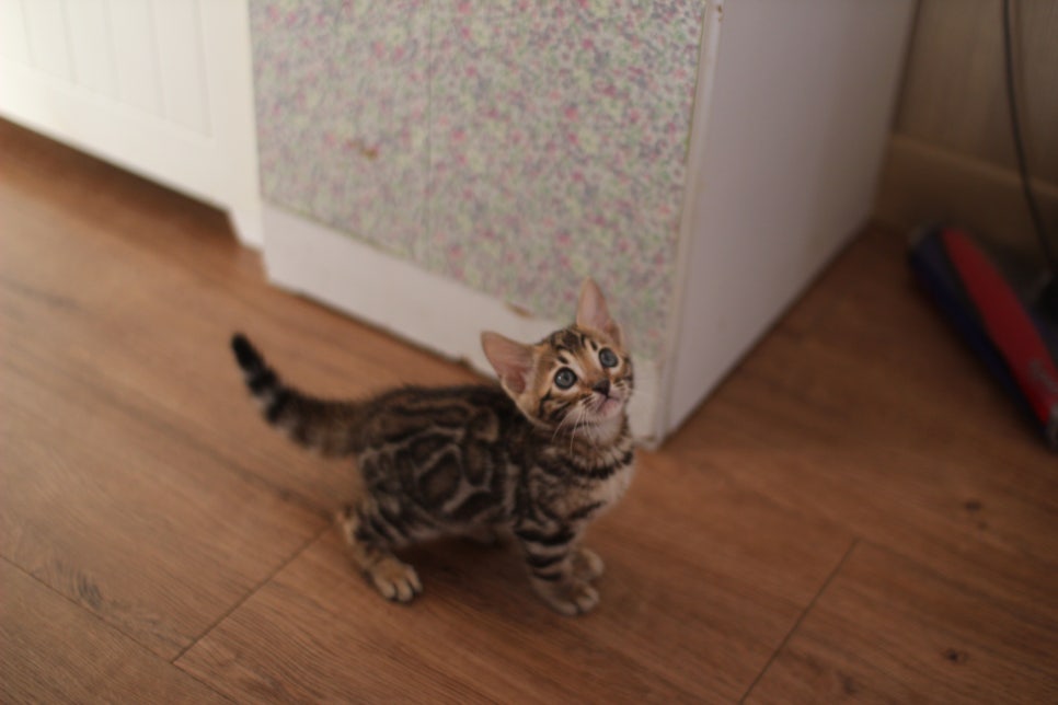 앙증맞은 귀염둥이 브라운 뱅갈고양이 여아 분양해요~ 관련 이미지 4