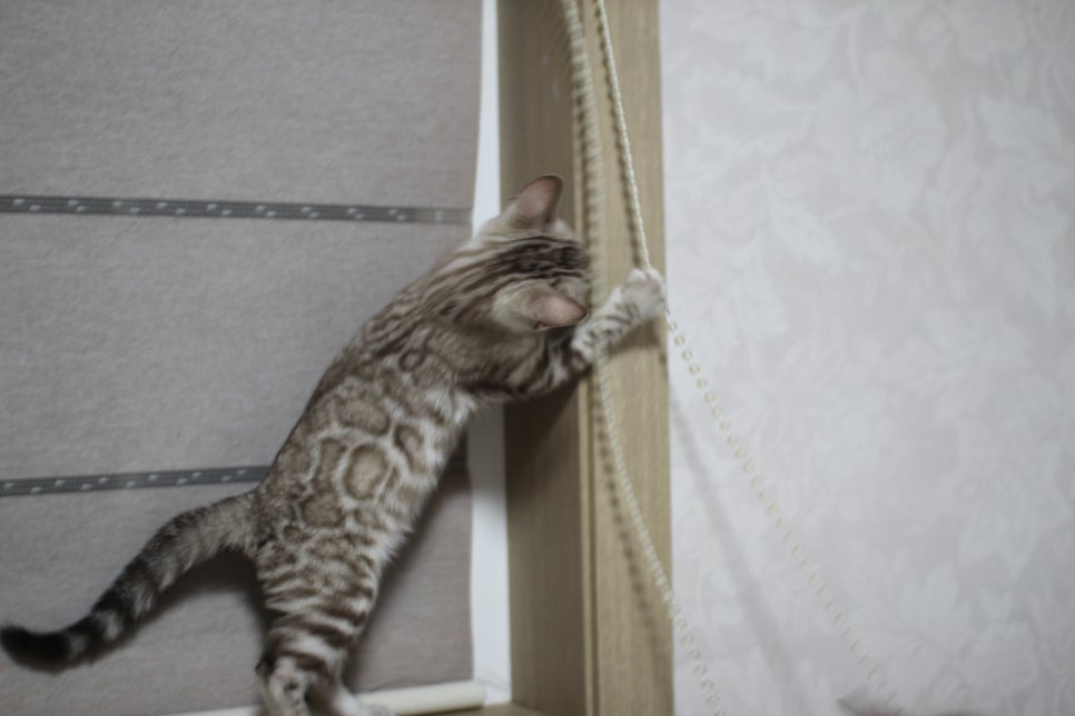 스노우뱅갈고양이 삼총사~ 관련 이미지 7