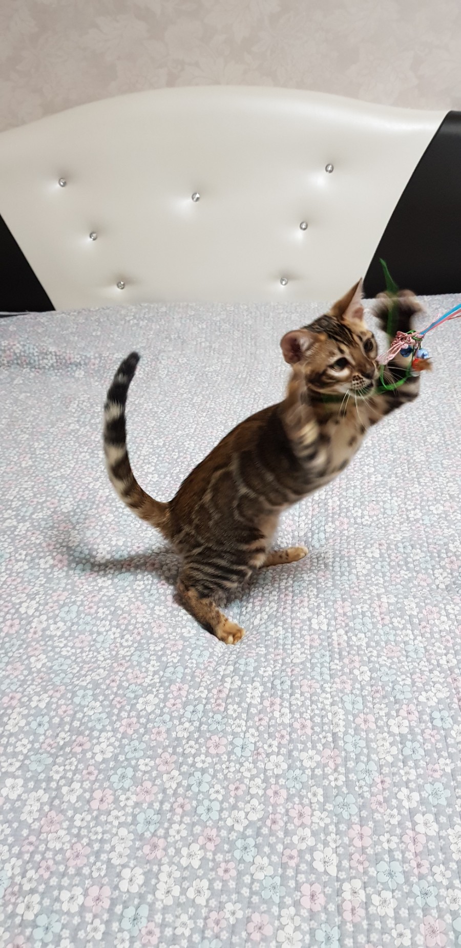 브라운 뱅갈고양이 여아 분양해요~ 관련 이미지 2