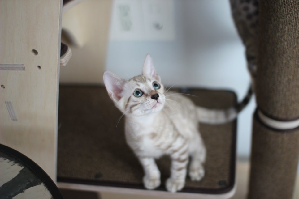 요정같이 생긴 실밍크뱅갈고양이 여아 분양해요~ 관련 이미지 6