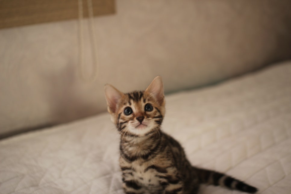 분양중인 뱅갈고양이 브라운 남아,스노우 여아예요~ 관련 이미지 8