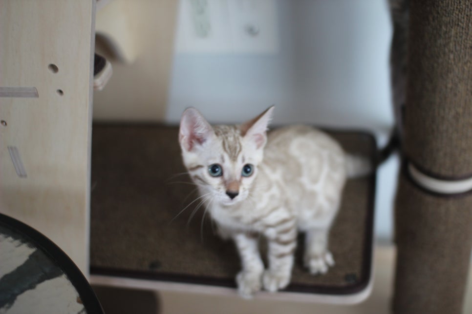 요정같이 생긴 실밍크뱅갈고양이 여아 분양해요~ 관련 이미지 5