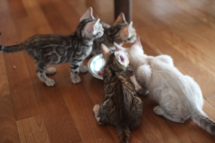 뱅갈고양이 꼬맹이들 생식이 좋아요~ 관련 이미지 11
