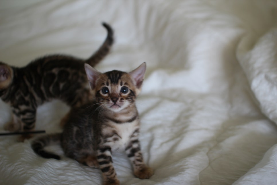 브라운 뱅갈고양이 남아2 분양합니다~ 관련 이미지 2