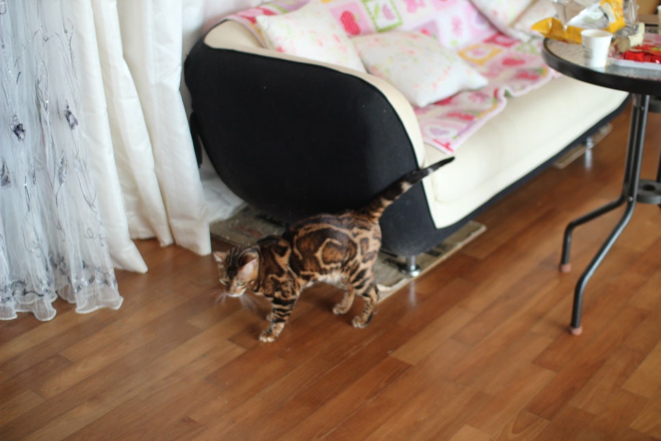 소유뱅갈캐터리 새로운 종묘가 될 남아 입니다~ 관련 이미지 19