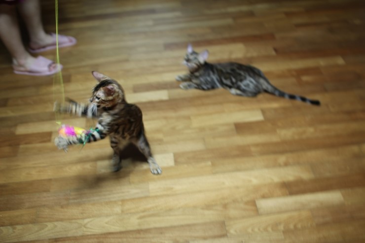 뱅갈고양이 아이들 신나게 노는 아이들~ 관련 이미지 7