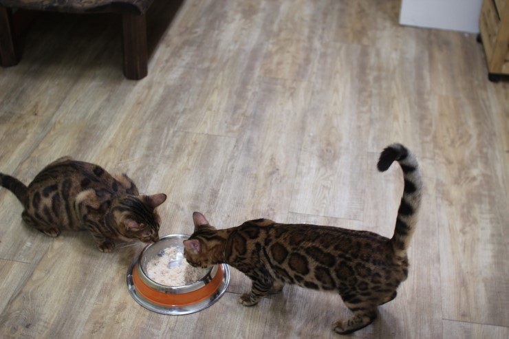 뱅갈고양이,스노우뱅갈고양이, 링컨이와 초아는 적응 끝나고 재미나게 살고 있어요~~~~~~~ 관련 이미지 9