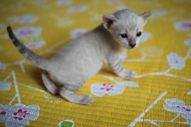 실링스 뱅갈고양이 키퍼 여아예요~ 관련 이미지 1