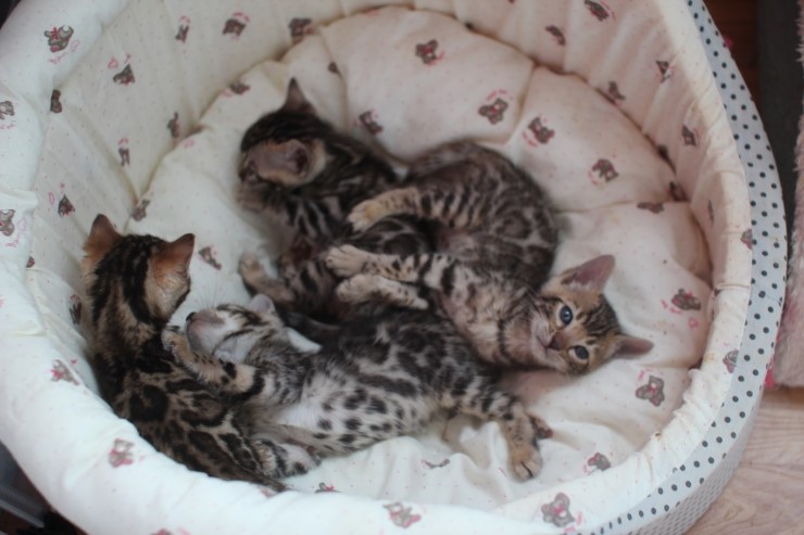 뱅갈고양이 꼬맹이들~ 관련 이미지 5