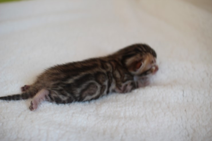 실버,브라운 뱅갈고양이 꼬물이들 사진 입니다 관련 이미지 8