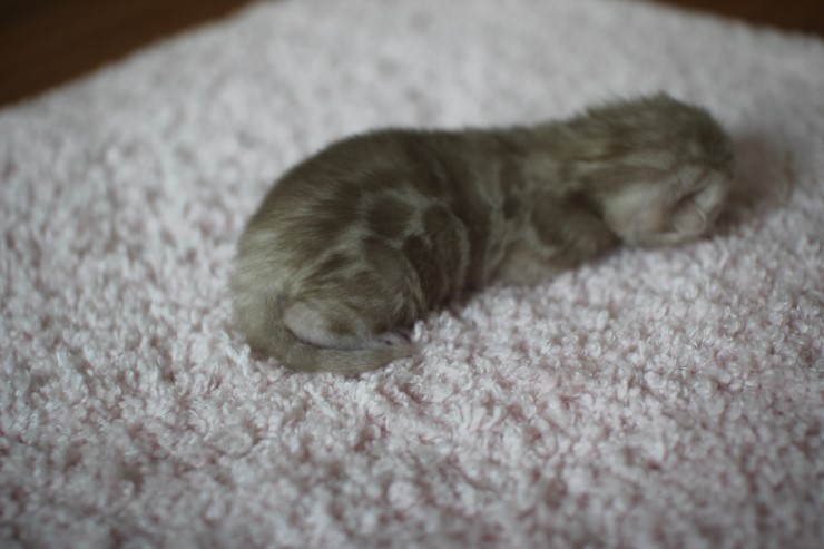 실밍크뱅갈고양이 꼬물이들 남매에요 관련 이미지 5