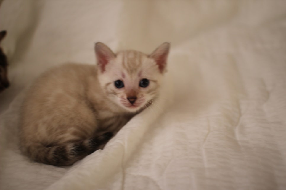 스노우뱅갈고양이 꼬맹이들 분양해요~ 관련 이미지 4