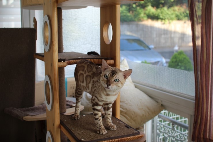 실링스 스노우 뱅갈고양이 남아예요~ 관련 이미지 12