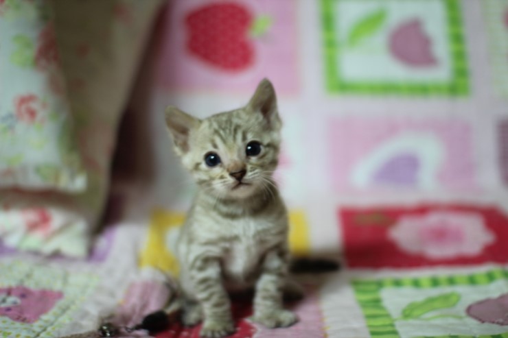 뱅갈고양이 분양 진정한 개냥이란? 관련 이미지 28