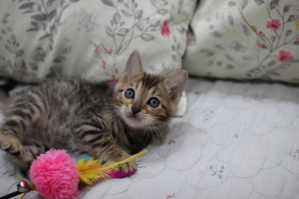 빅로젯이 멋진 완전완전 개냥이 남아 분양해요~ 관련 이미지 11