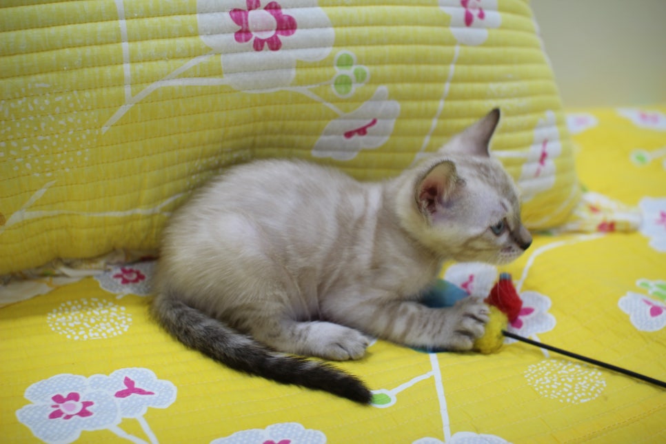 엄청난 순둥이 스노우뱅갈고양이 남아 분양해요~ 관련 이미지 14