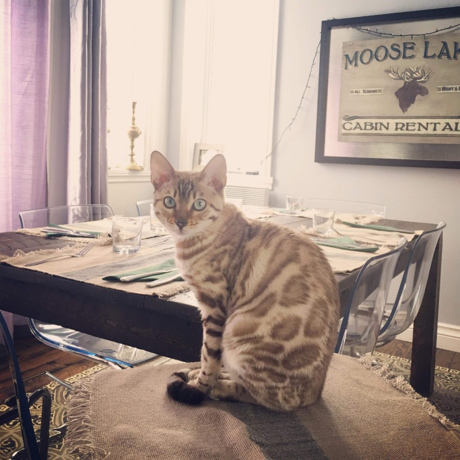 캐나다에서 보내준 실밍크 뱅갈고양이 소피아 사진이예요~ 관련 이미지 1