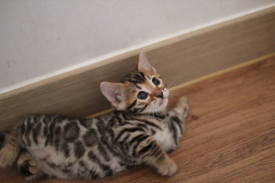 브라운 뱅갈고양이 분양중인 아이들 오늘 모습 입니다~ 관련 이미지 21