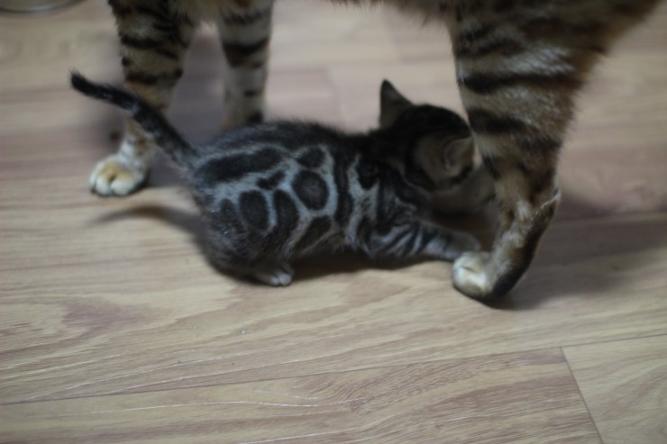 뱅갈고양이 꼬맹이 남아,여아예요~ 관련 이미지 1