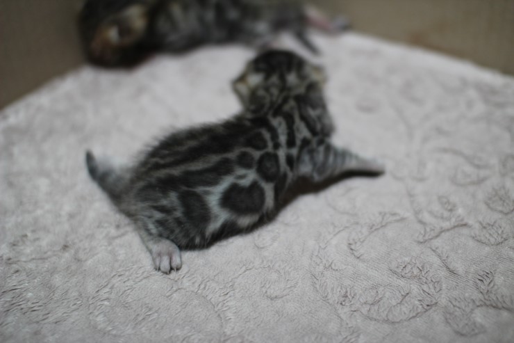 뱅갈고양이 자매 오늘 모습 입니다~ 관련 이미지 9