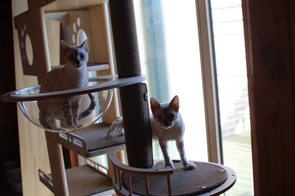 2층에 있는 뱅갈고양이 흰둥이들~ 관련 이미지 6