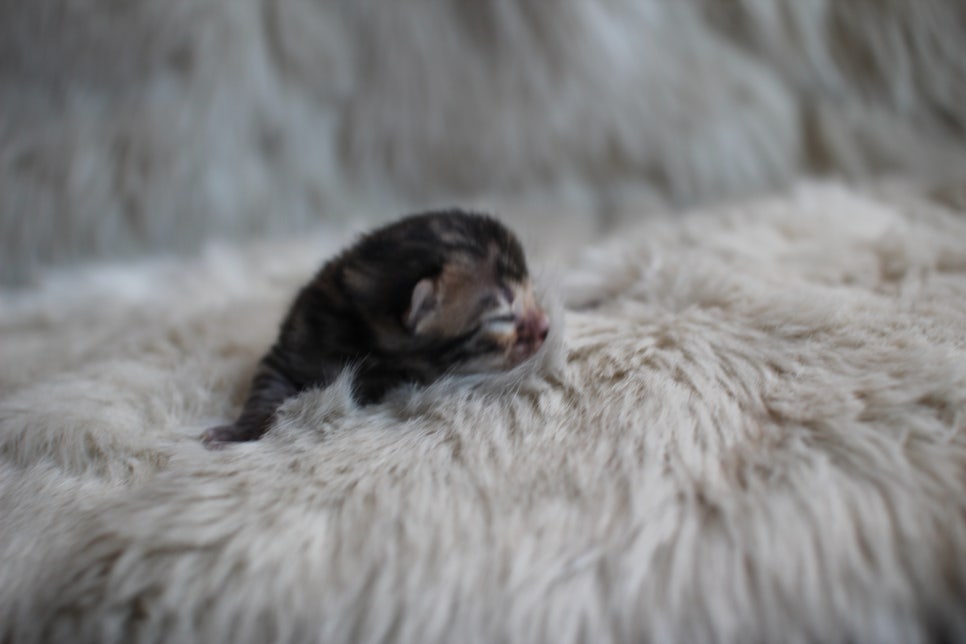 브라운 뱅갈고양이 꼬물이 남아~ 관련 이미지 1