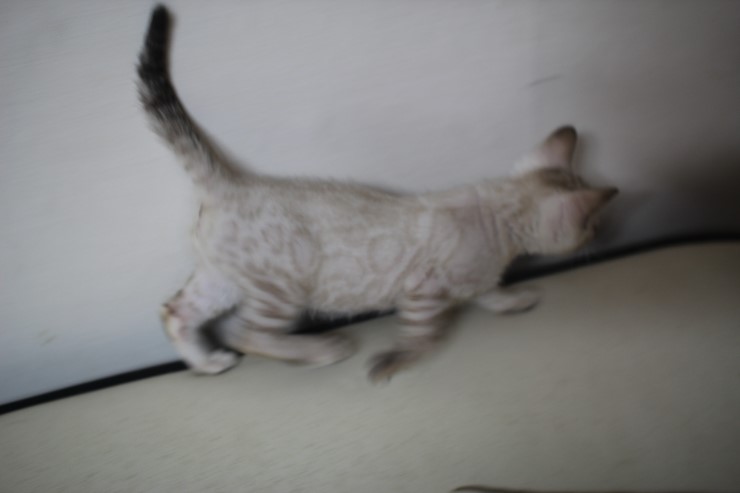 실링스 뱅갈고양이 키퍼여아 입니다~ 관련 이미지 7