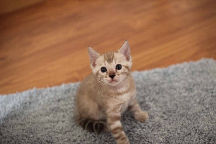 뱅갈고양이 분양 완전히 빠졌네 빠졌어~ 관련 이미지 19