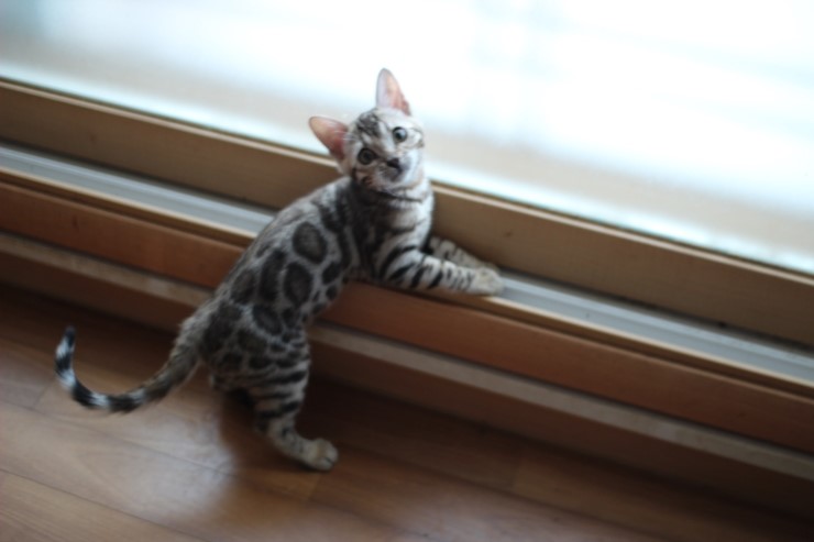 뱅갈고양이 꼬맹이들~~ 관련 이미지 1