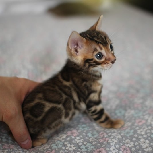 뱅갈고양이분양 초미묘들 등장이요 관련 이미지 1