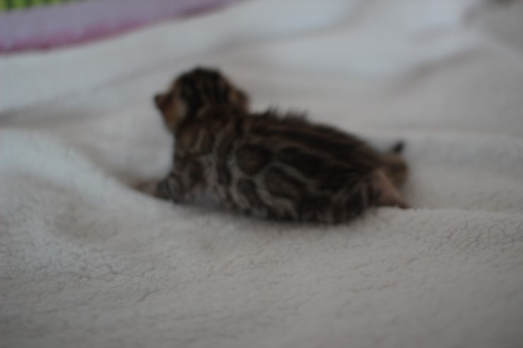 소유뱅갈고양이 캐터리 키튼들 입니다~ 관련 이미지 5