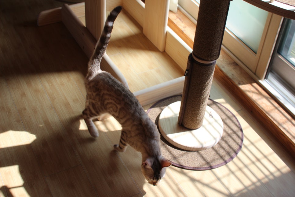 2층에서 생활하고 있는 스노우뱅갈고양이 주주~ 관련 이미지 5