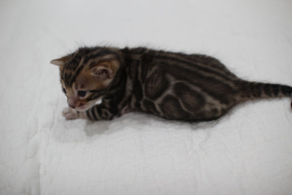 빅로젯이 이쁜 브라운 뱅갈고양이 꼬맹이 남아예요~ 관련 이미지 1