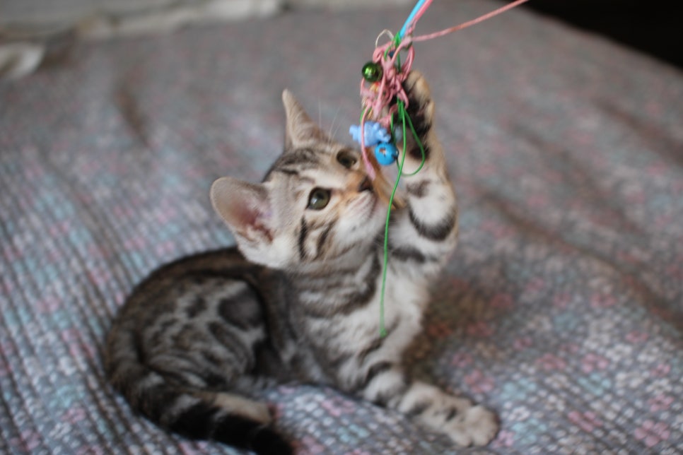 브라운,실버뱅갈고양이 여아 두아이 분양해요~ 관련 이미지 5