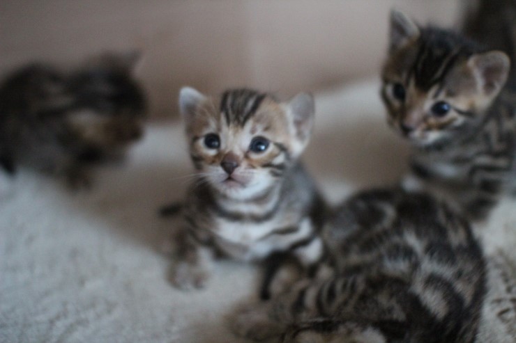 브라운 뱅갈고양이 꼬맹이들 사진 입니다. 관련 이미지 5