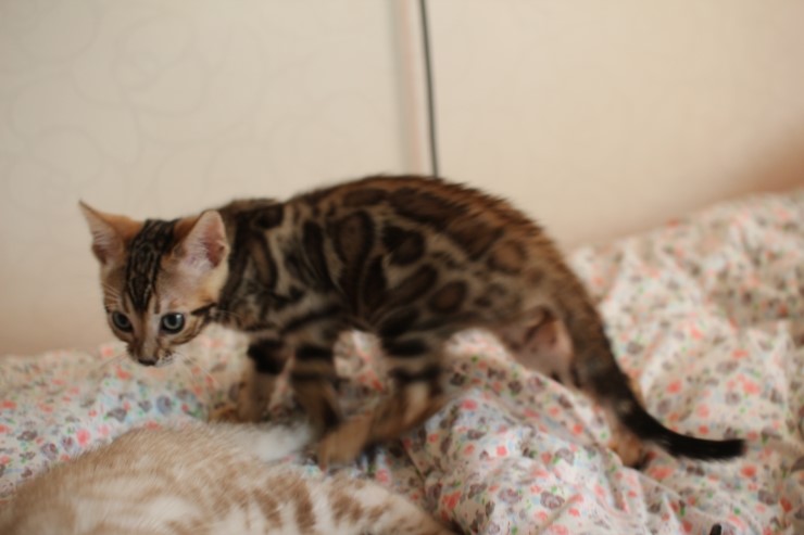 뱅갈고양이 남아 레모나 분양합니다... 관련 이미지 9