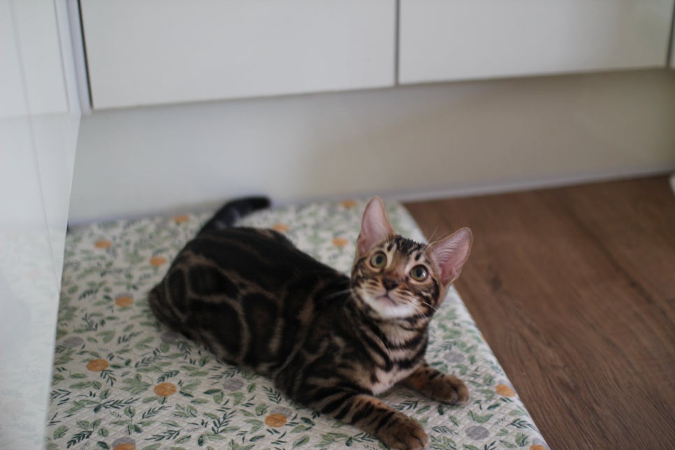 브라운 뱅갈고양이 분양중인 남아,여아 오늘 모습 입니다~ 관련 이미지 8