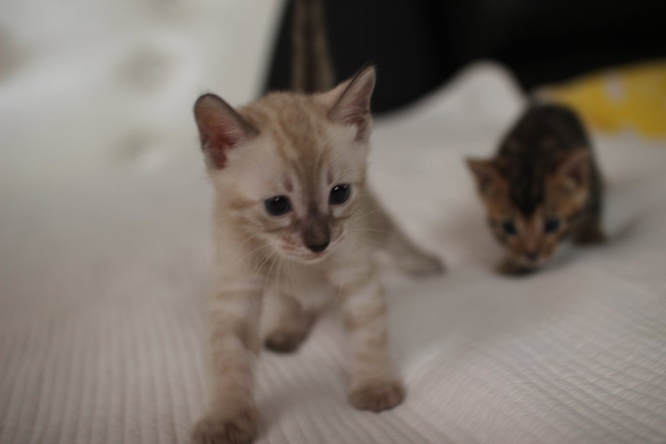 스노우,브라운 뱅갈고양이 꼬맹이들 분양 합니다~ 관련 이미지 28