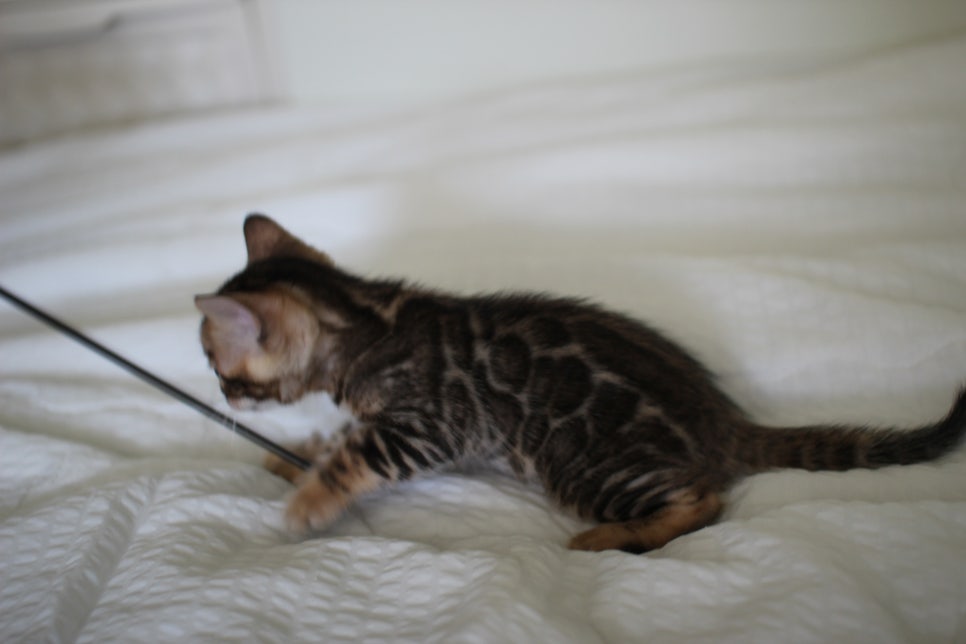 브라운 뱅갈고양이 남아2 분양합니다~ 관련 이미지 9